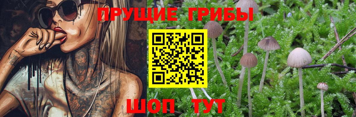 Вичуга  Галлюциногенные грибы Cubensis  Галлюциногенные грибы Cubensis  Вход с VPN 